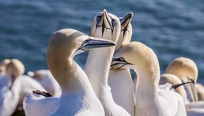 -法甲球队实力碾压对手，夺得胜利，法甲球队阵容