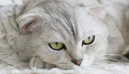 九游jiuyou-大牌阵容未能发挥应有水平