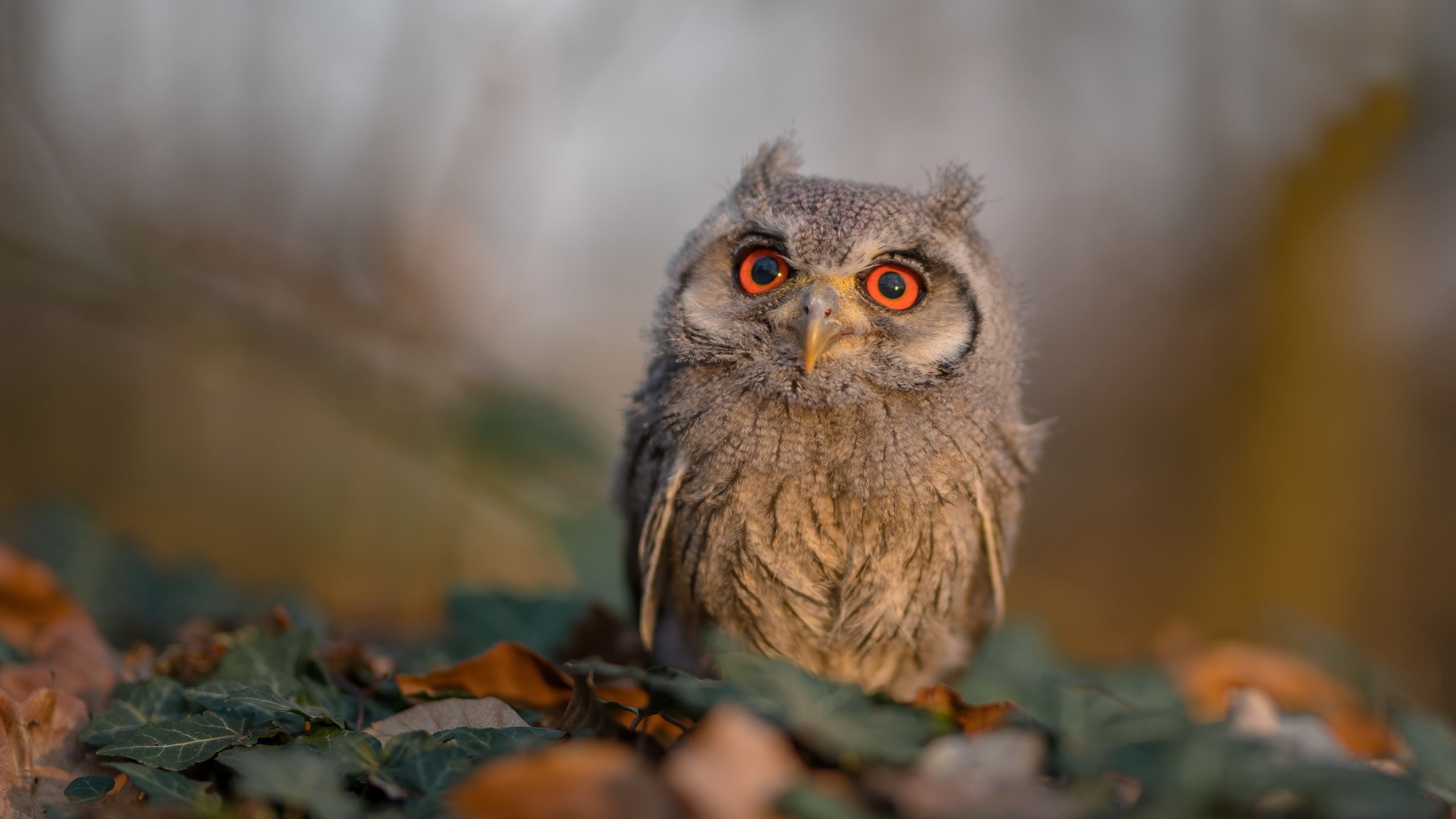 中巡赛与腾讯战略合作，推动赛事数字化转型，中巡赛官网直播