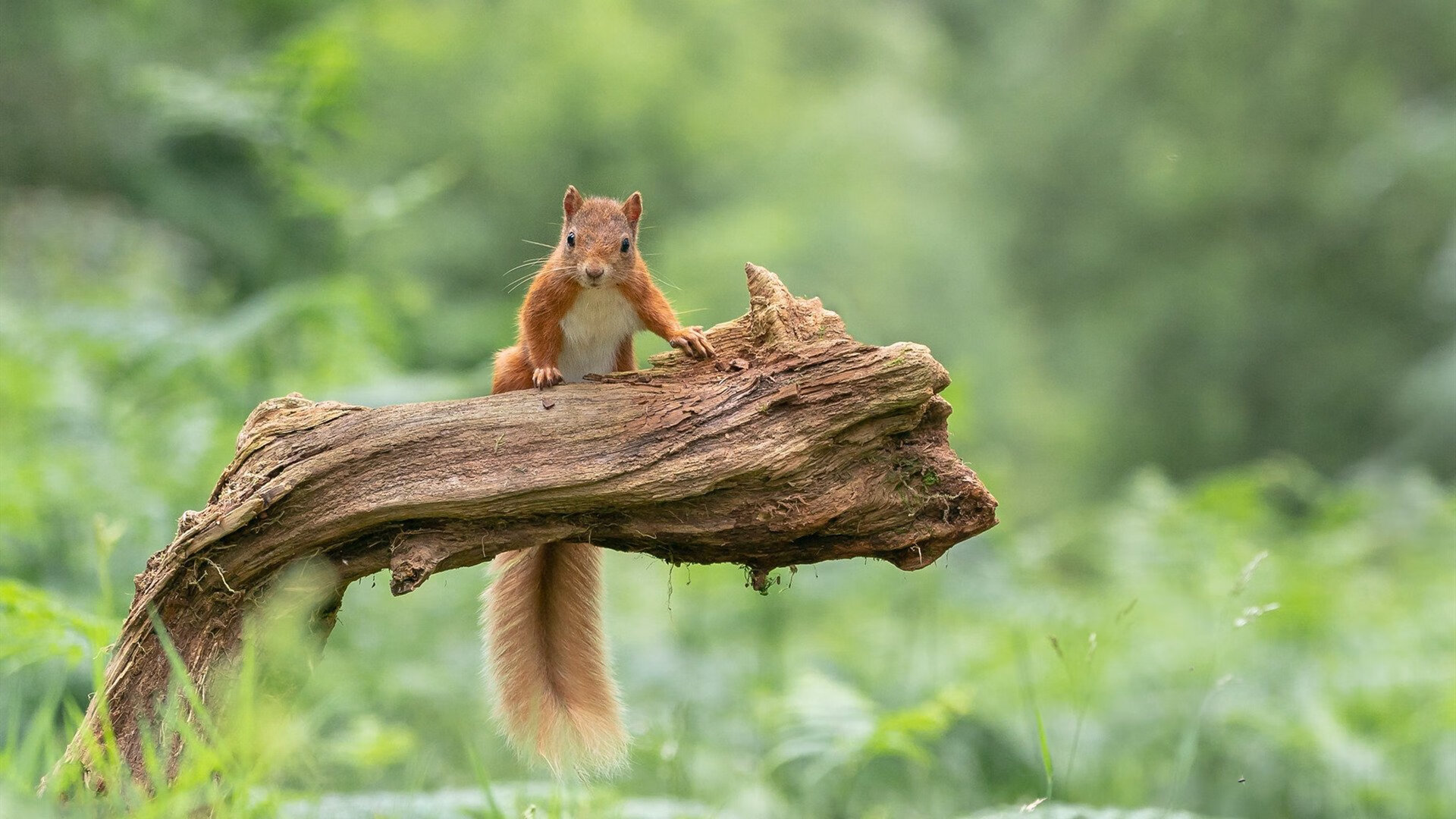 九游娱乐(jiuyou)官网-托蒂职业生涯画上完美句点，托蒂颜值巅峰