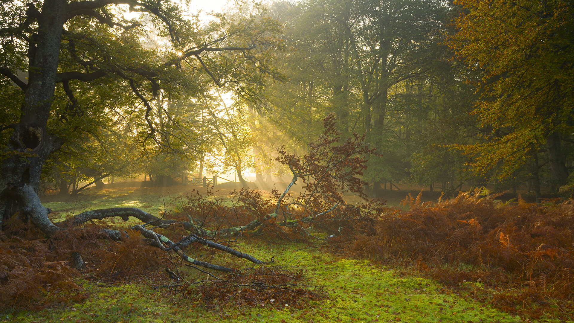 未来联盟:虚拟观赛、AR互动塑造新篮球体验,未来lol