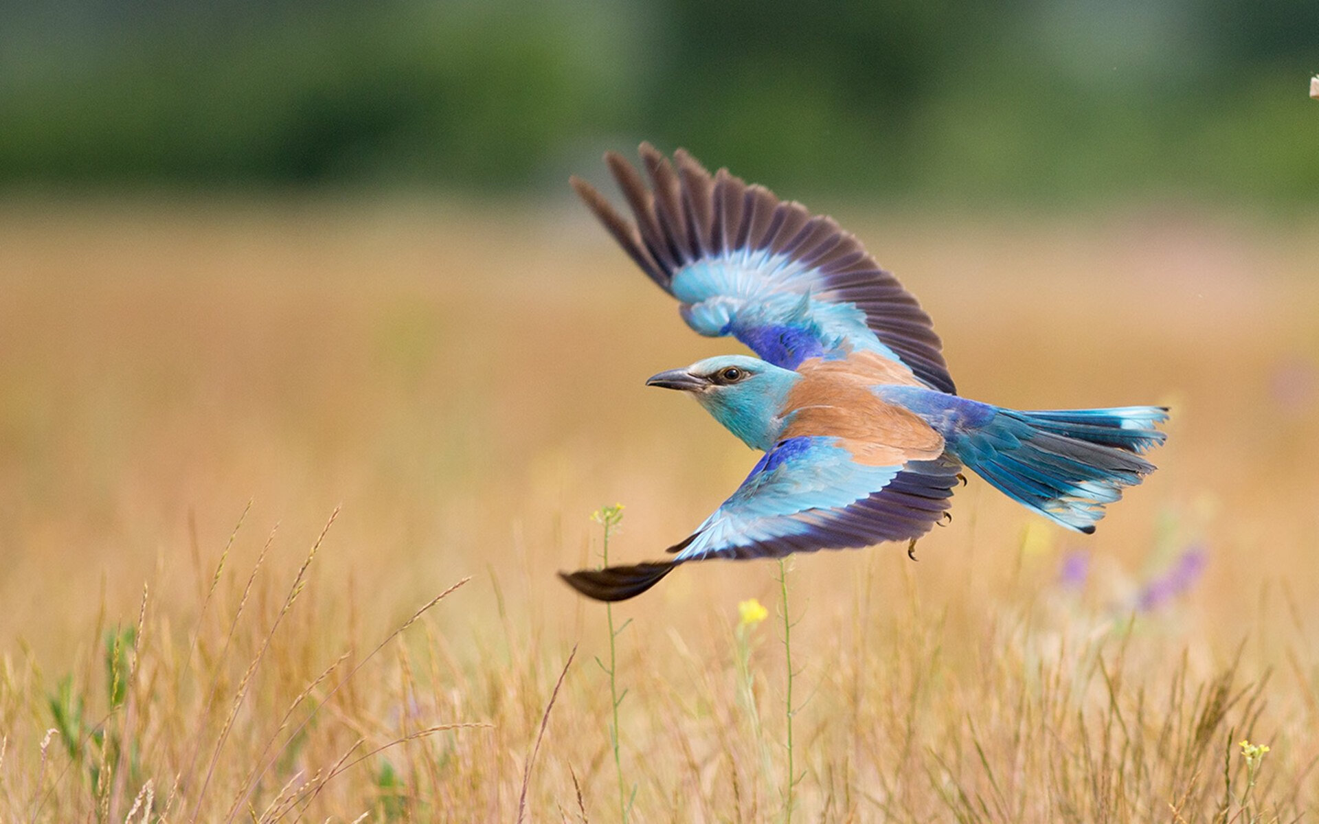美国男足在巴黎奥运会上表现出色,赢得奖牌,奥运美国足球