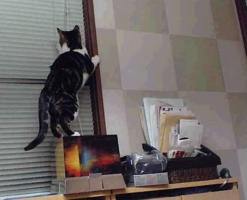 九游网页版官网-青少年“社区篮球”普及计划在南京持续推进，惠及更多青少年，社工青少年篮球活动