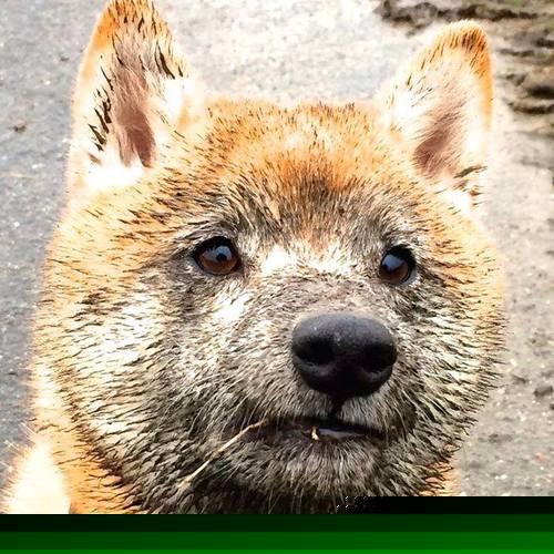 TL教练组战术调整初见成效,tyloo教练